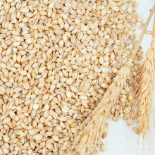 Органическое ядро ​​пшеницы без глютена.